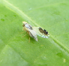 Trupanea