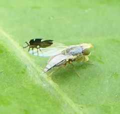 Trupanea