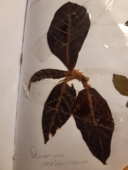 Quercus costaricensis