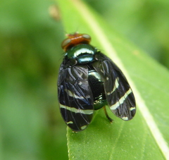 Trapherinae