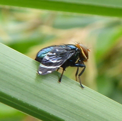 Trapherinae