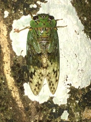 Dyticopycna semiclara
