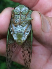 Dyticopycna semiclara