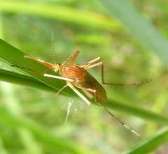 Coquillettidia microannulata