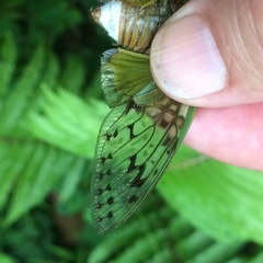 Dyticopycna semiclara