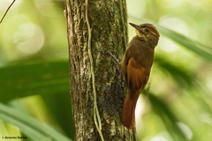 Tawny-Winged Woodcreeper photo 3