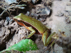 Physalaemus lateristriga