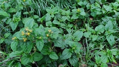 Millerieae