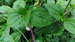 Millerieae