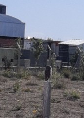 Athene cunicularia
