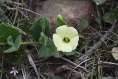 Thunbergia capensis