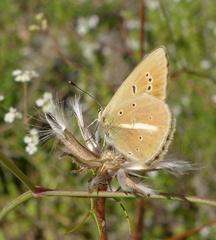 Polyommatus ripartii