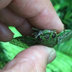Dyticopycna semiclara