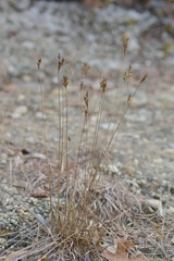Juncus greenei