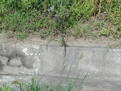 Iguanidae