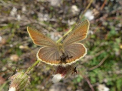 Polyommatus ripartii