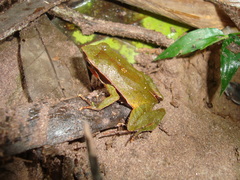 Physalaemus lateristriga