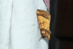 Papaipema harrisii