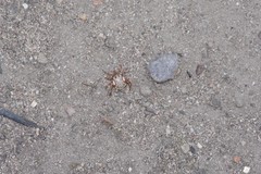 Amblyomma hebraeum