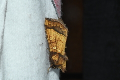Papaipema harrisii