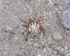Amblyomma hebraeum