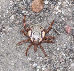 Amblyomma hebraeum