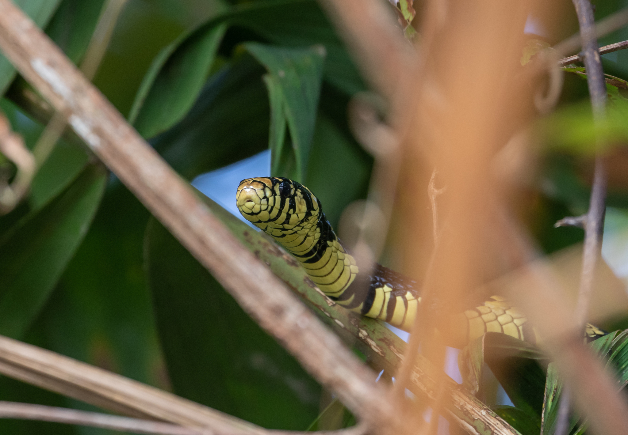 10 Vivid Black and Yellow Snakes – Snake Radar