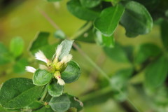 Baccharis glomeruliflora image