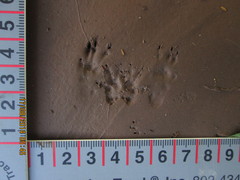 Sigmodon arizonae