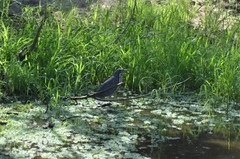 Ixobrychus sturmii