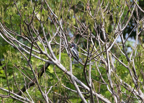 Purple-throated Cotinga (Porphyrolaema porphyrolaema), photo 4