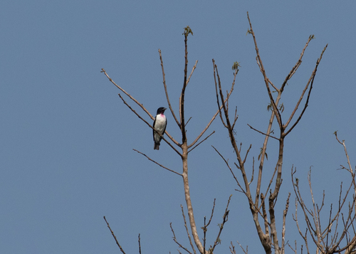 Purple-throated Cotinga (Porphyrolaema porphyrolaema), photo 3