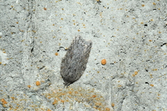 Acleris maximana