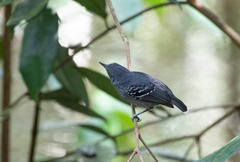 Hypocnemoides maculicauda