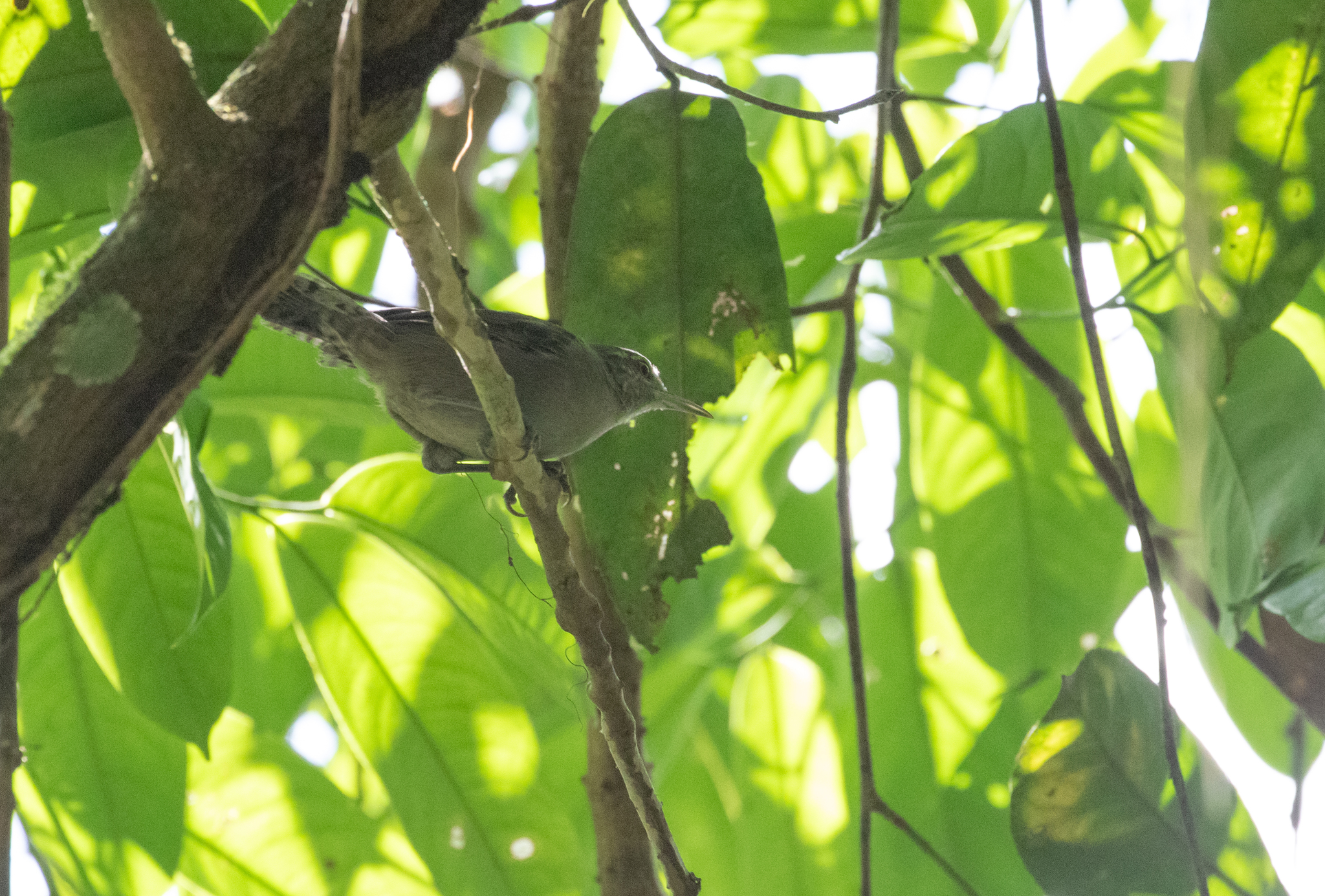 Grey Wren (Cantorchilus griseus), photo 1