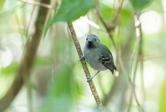 Hypocnemoides maculicauda