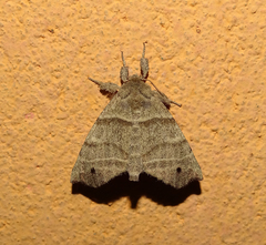 Apatelodidae