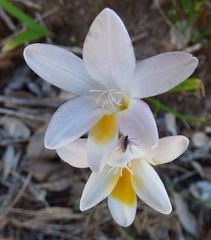 Freesia caryophyllacea