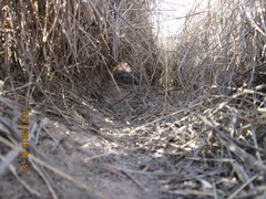 Sigmodon arizonae