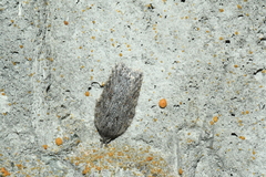 Acleris maximana