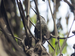 Heliodoxa leadbeateri