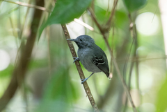 Hypocnemoides maculicauda