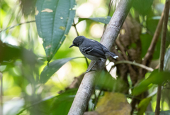 Hypocnemoides maculicauda