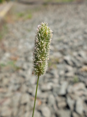 Phleum exaratum