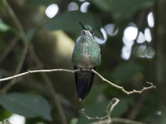 Heliodoxa leadbeateri