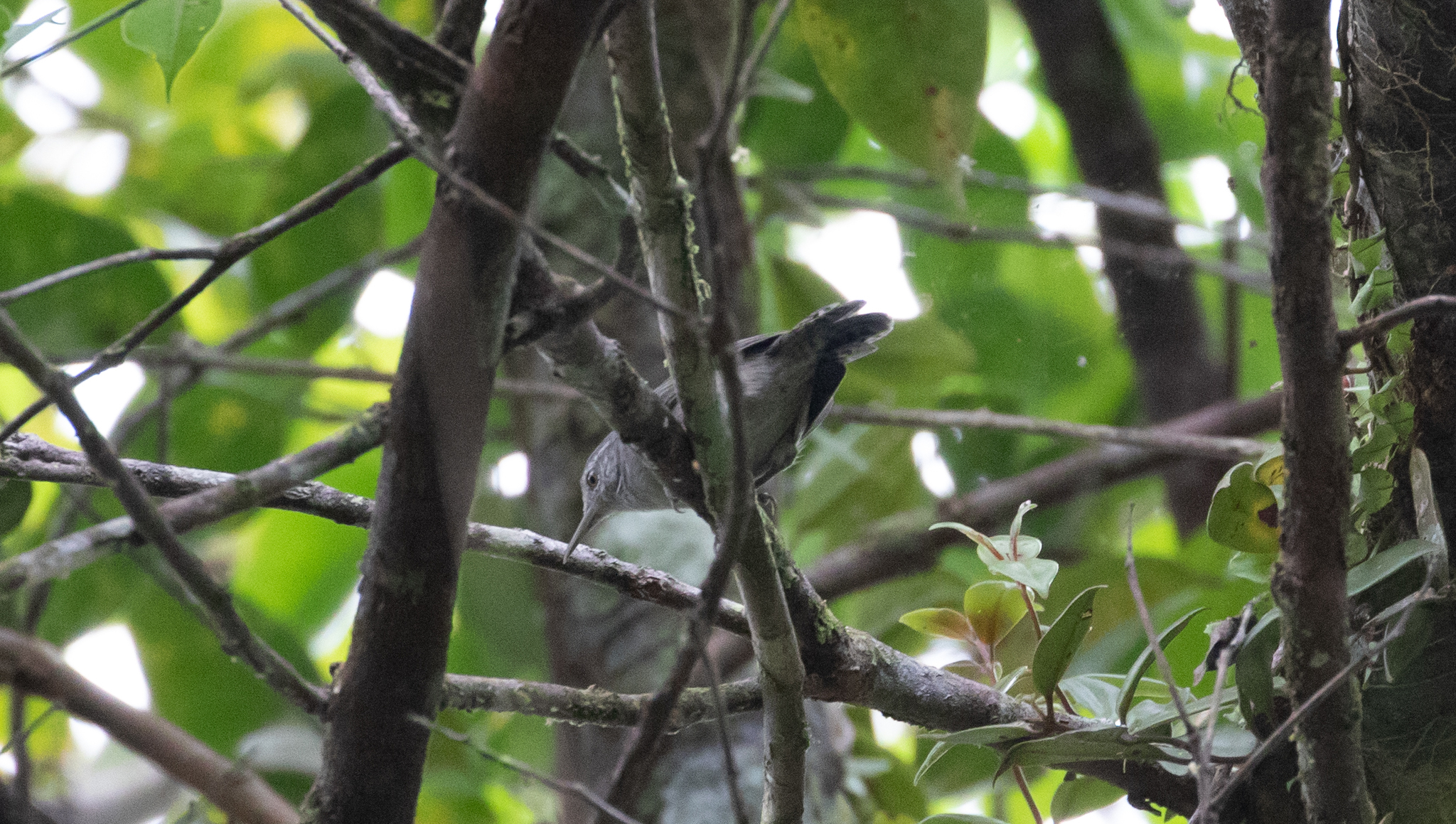 Grey Wren (Cantorchilus griseus), photo 2