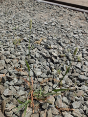 Phleum exaratum