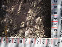 Sigmodon arizonae
