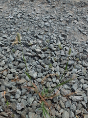 Phleum exaratum
