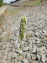Phleum exaratum